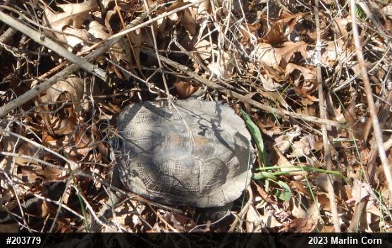 Wood Turtle