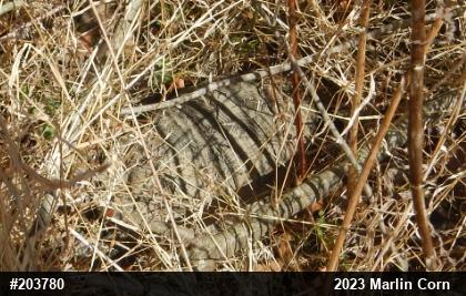 Wood Turtle