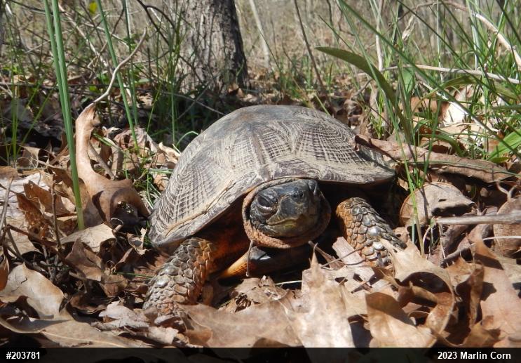 Wood Turtle