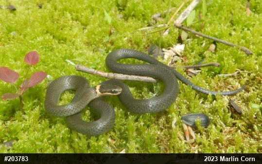 Northern Ring-necked Snake