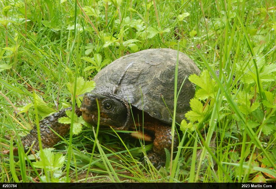 Wood Turtle