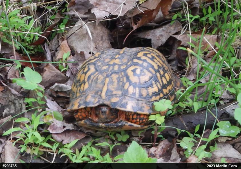Eastern Box Turtle