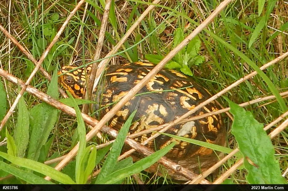 Eastern Box Turtle