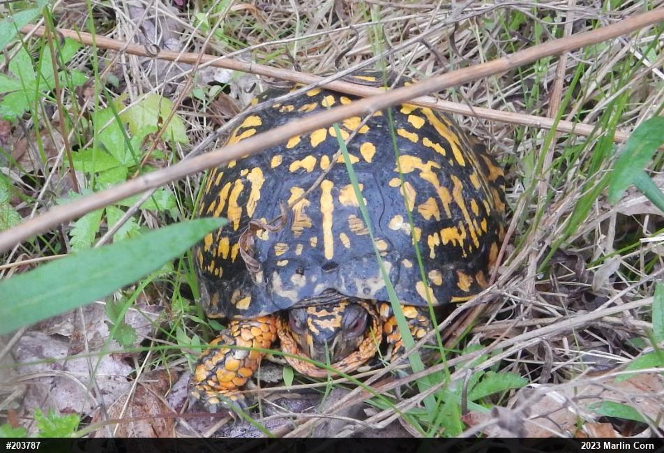 Eastern Box Turtle