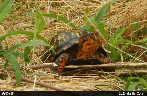 Eastern Box Turtle