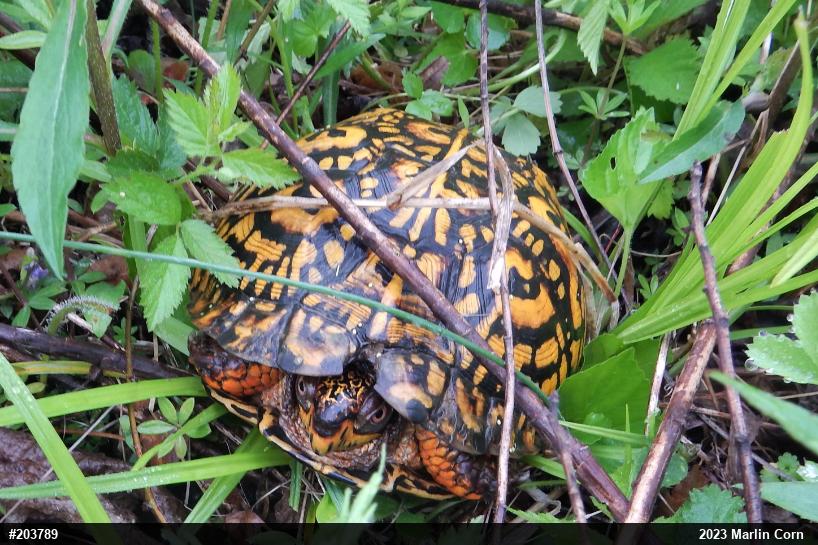 Eastern Box Turtle