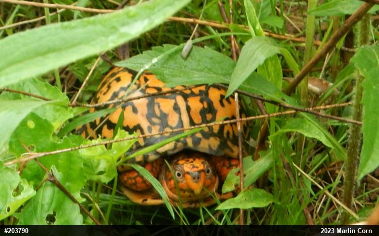 Eastern Box Turtle