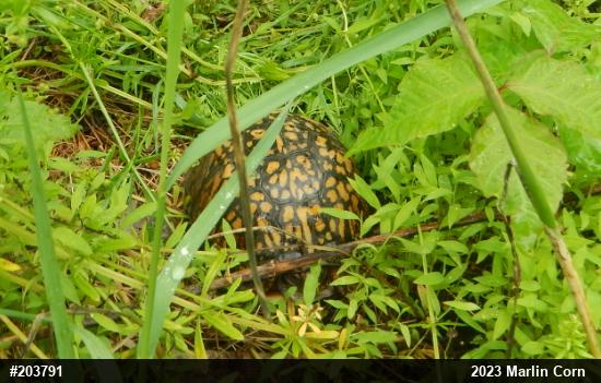 Eastern Box Turtle