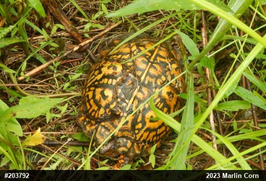 Eastern Box Turtle