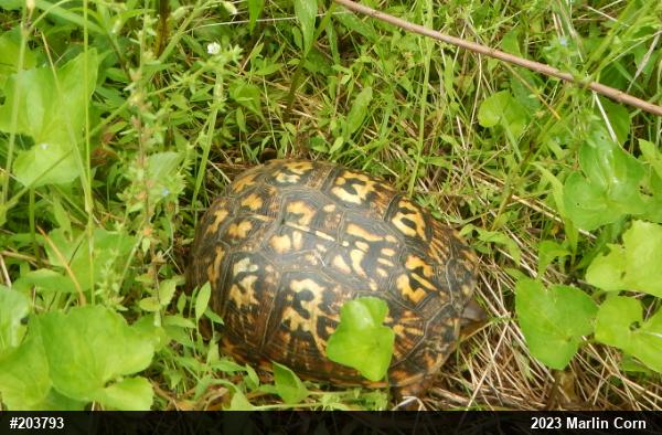 Eastern Box Turtle