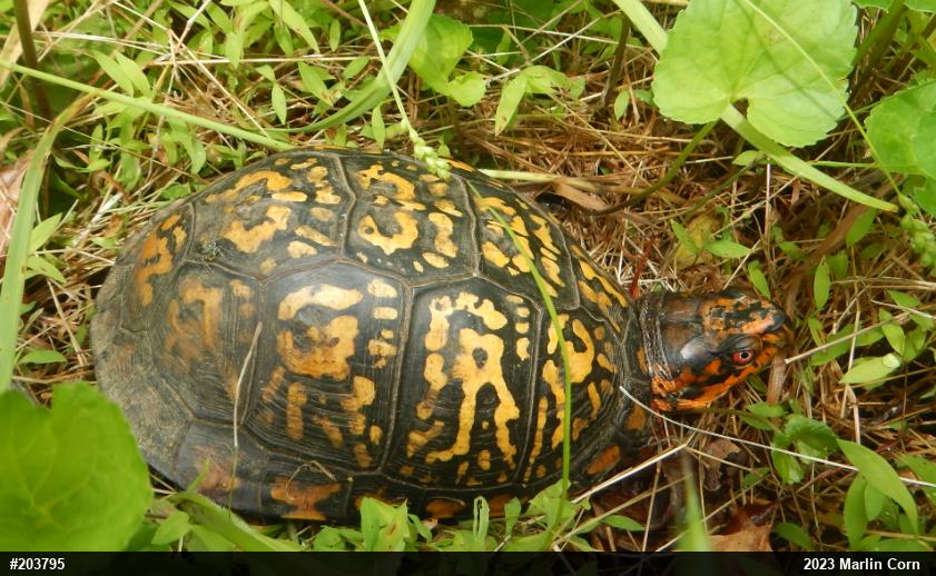 Eastern Box Turtle