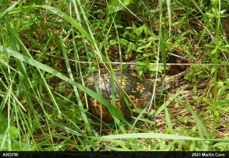 Eastern Box Turtle