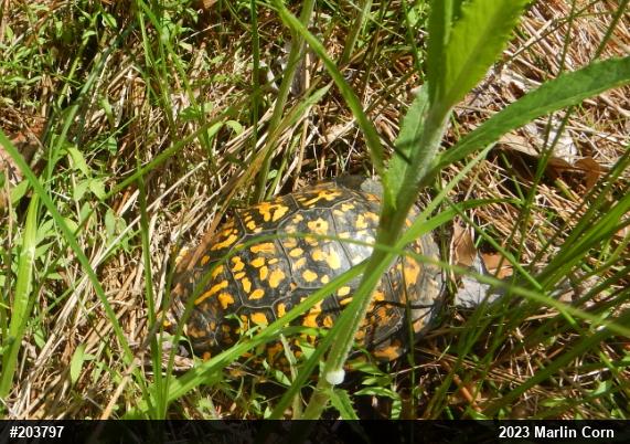 Eastern Box Turtle