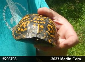 Eastern Box Turtle