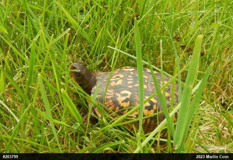 Eastern Box Turtle