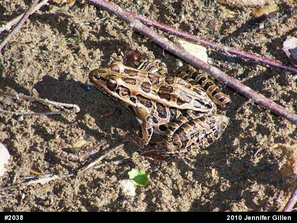 Pickerel Frog