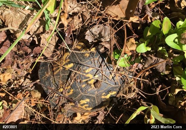 Eastern Box Turtle