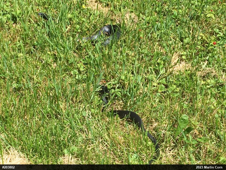 Northern Black Racer