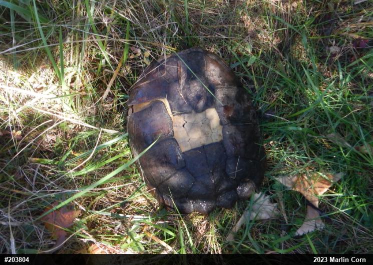 Snapping Turtle