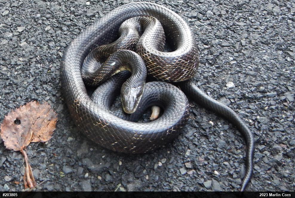 Eastern Ratsnake