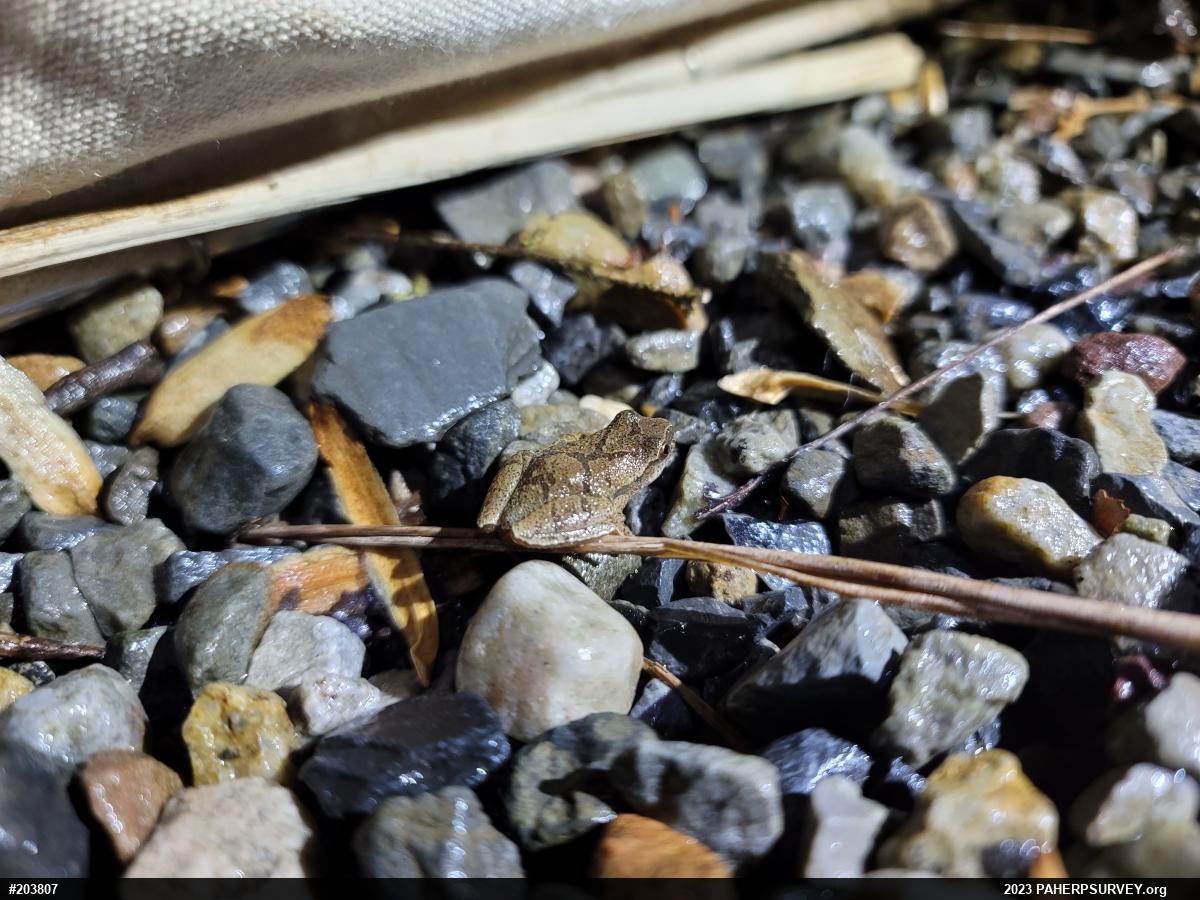 Spring Peeper