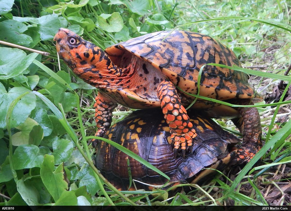 Eastern Box Turtle