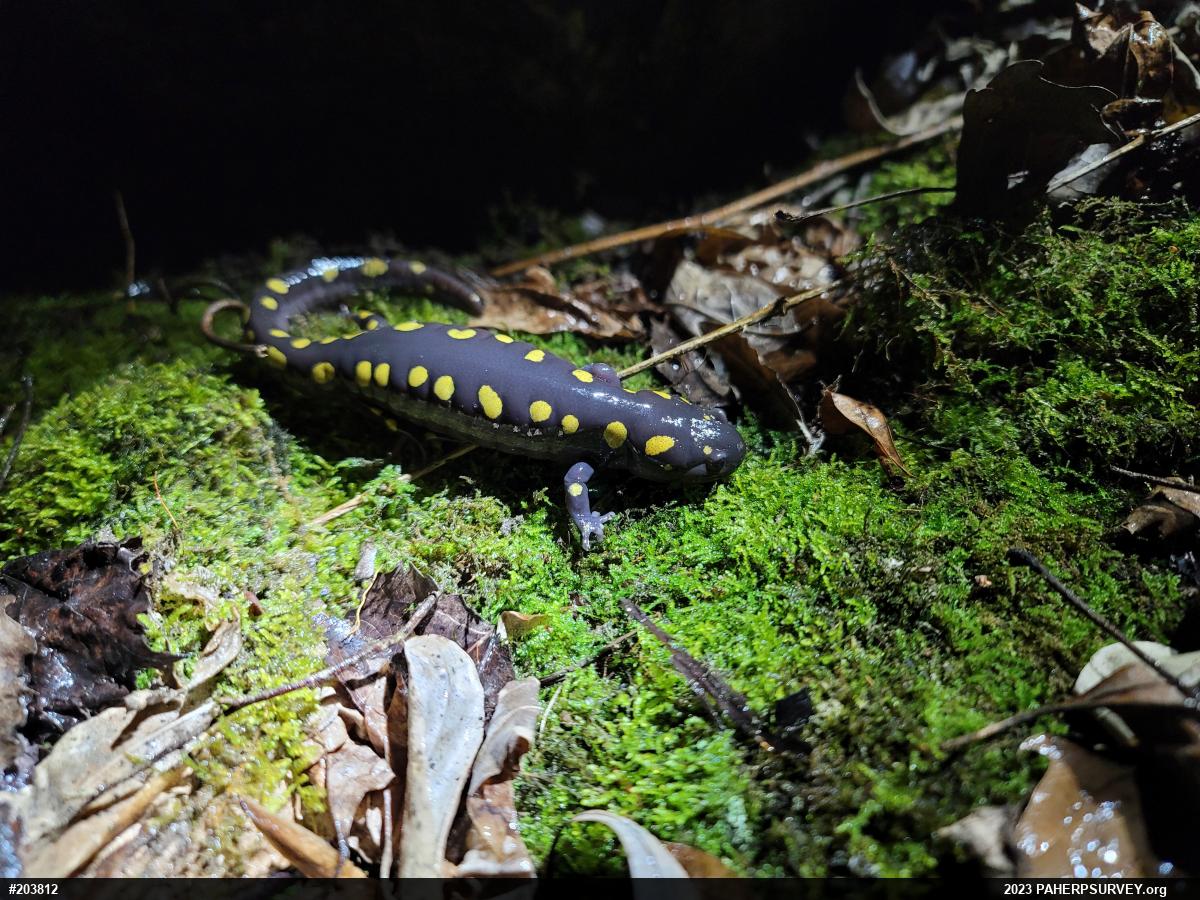 Spotted Salamander