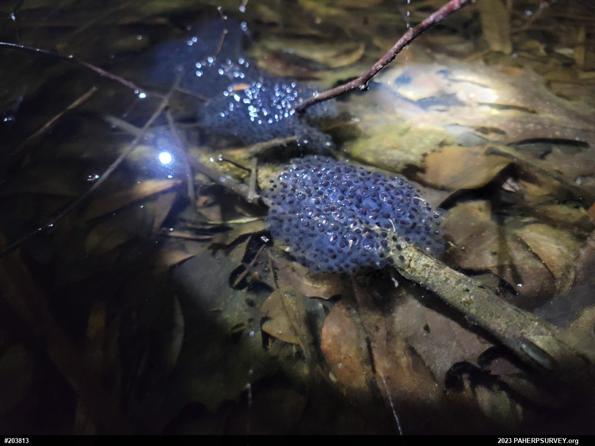Wood Frog