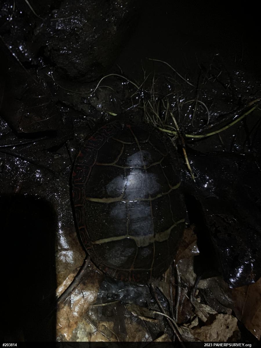 Eastern Painted Turtle