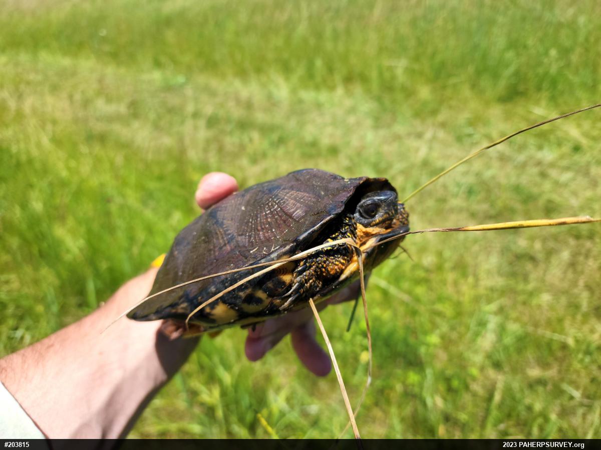 Wood Turtle