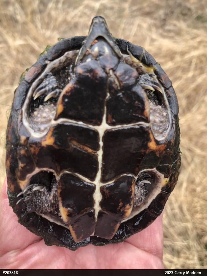 Eastern Musk Turtle