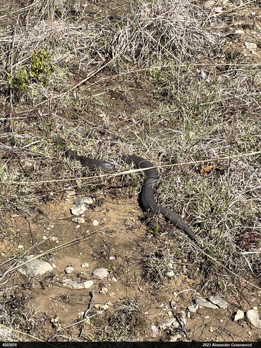 Eastern Hog-nosed Snake