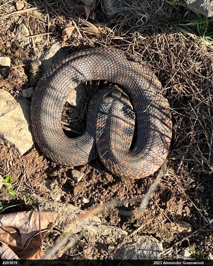 Eastern Hog-nosed Snake