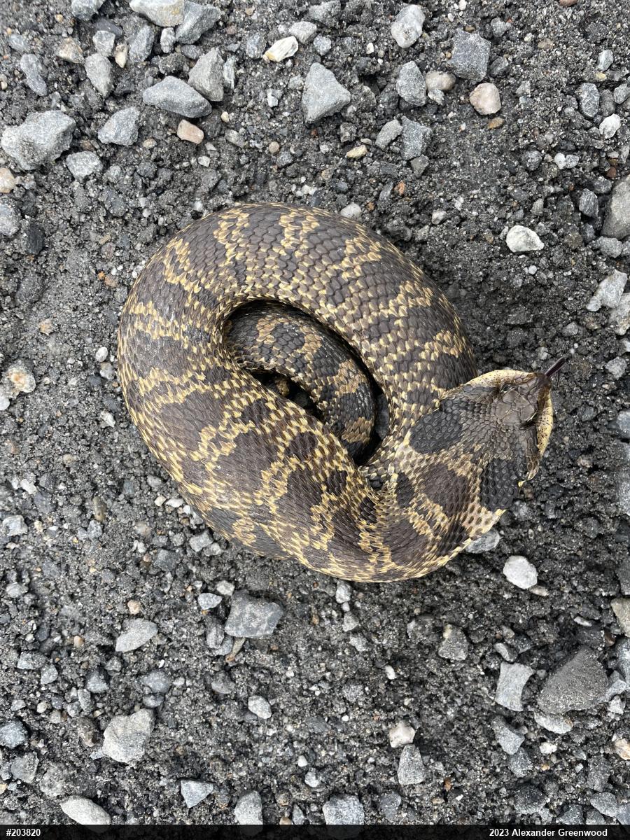 Eastern Hog-nosed Snake