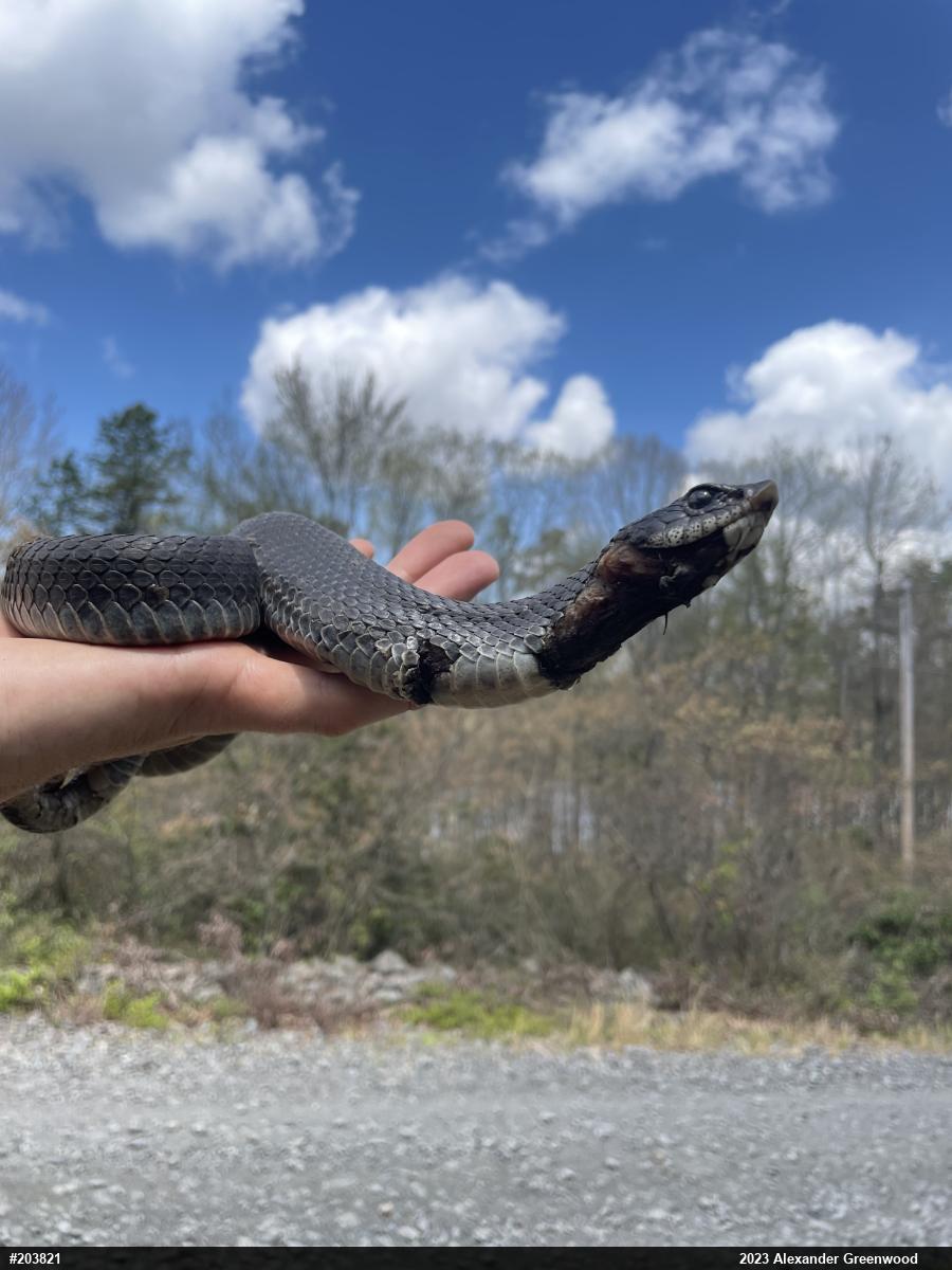 Eastern Hog-nosed Snake