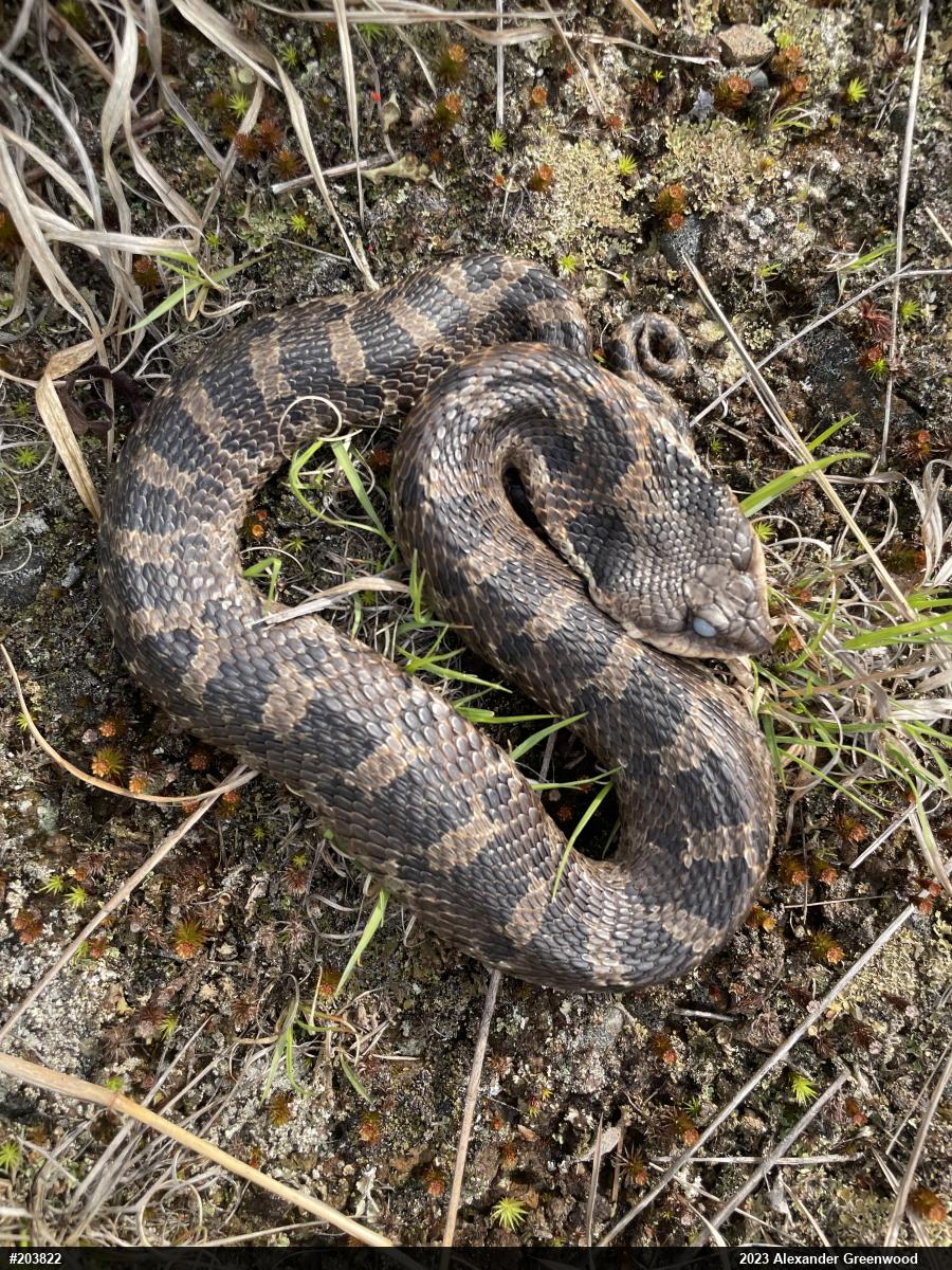 Eastern Hog-nosed Snake
