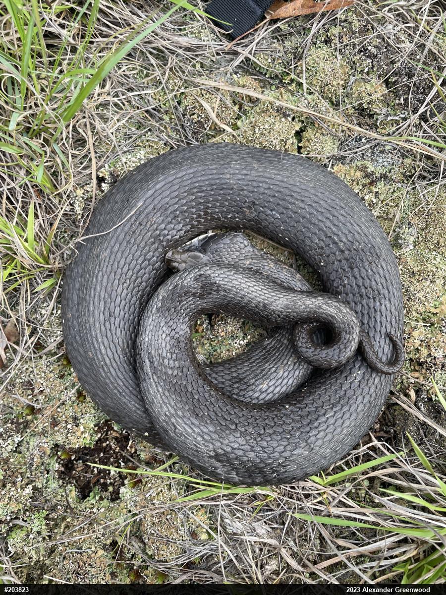 Eastern Hog-nosed Snake
