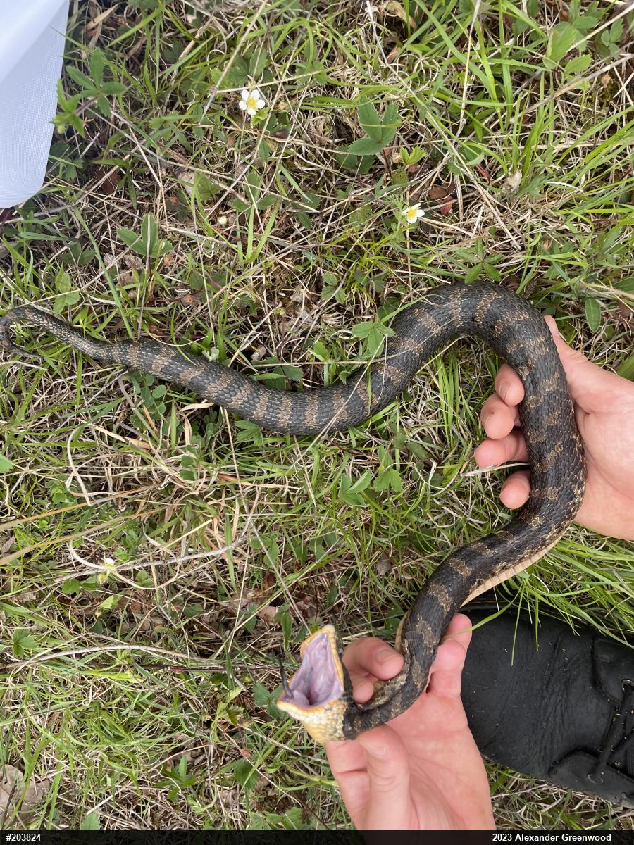 Eastern Hog-nosed Snake