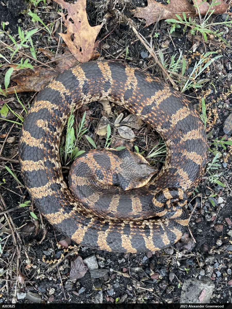 Eastern Hog-nosed Snake