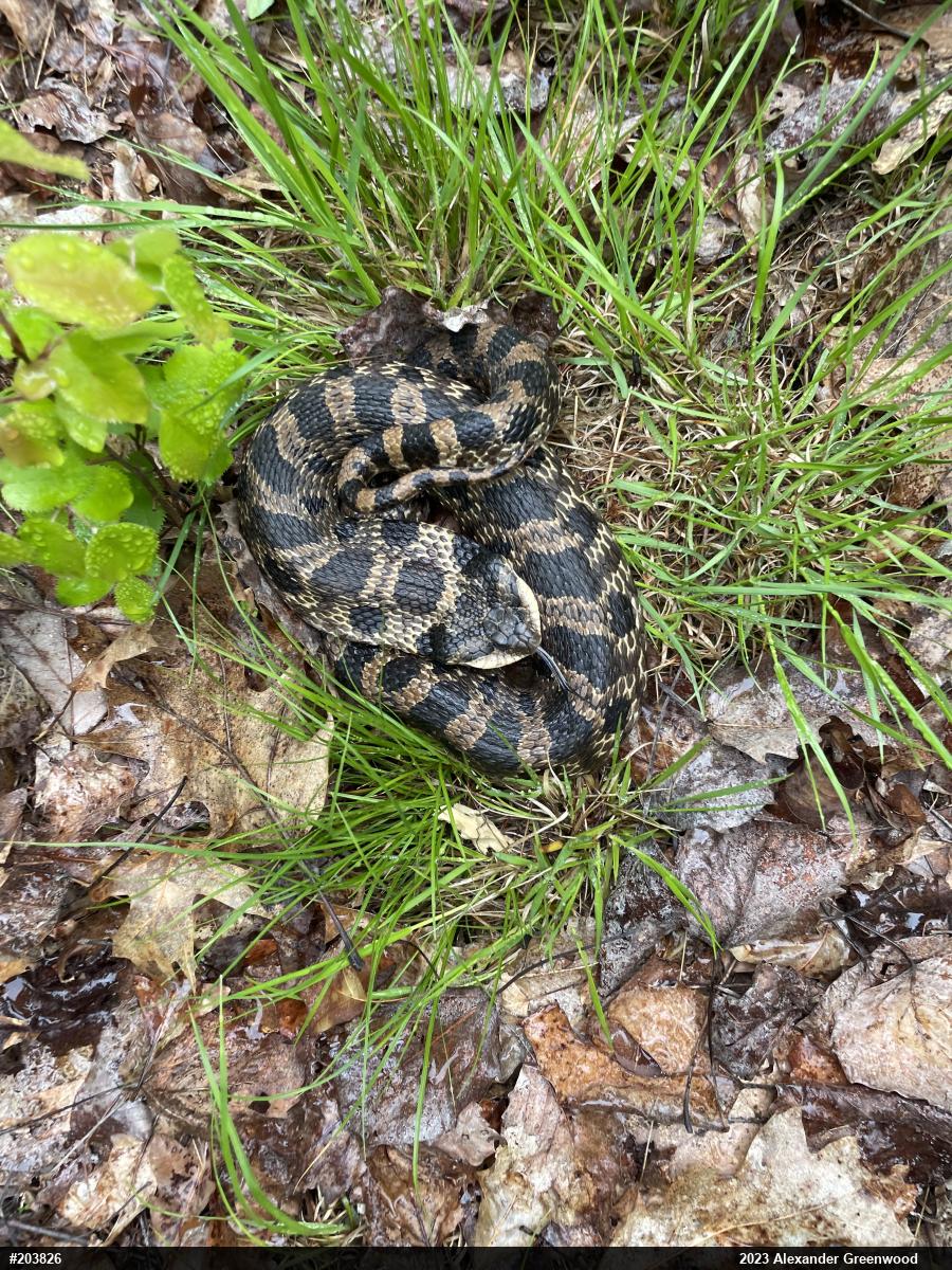 Eastern Hog-nosed Snake