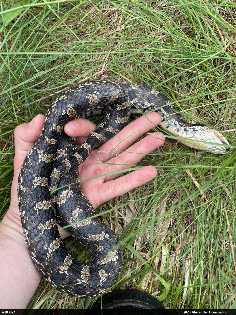 Eastern Hog-nosed Snake