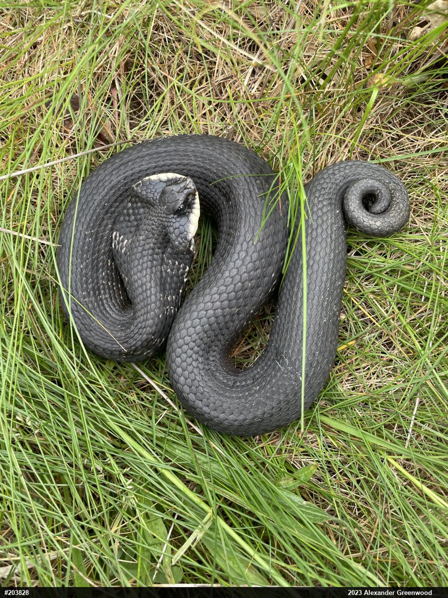 Eastern Hog-nosed Snake