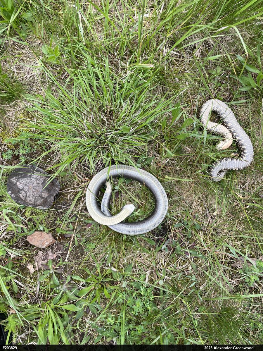 Eastern Hog-nosed Snake