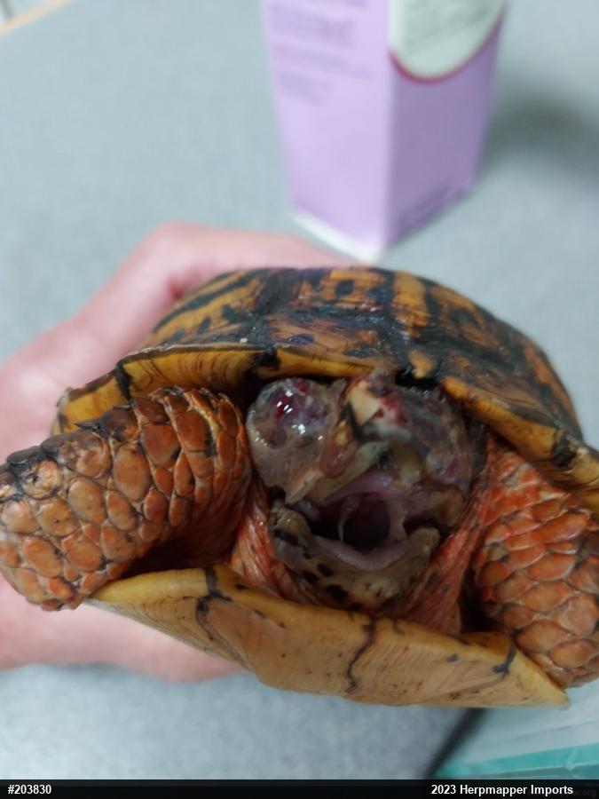 Eastern Box Turtle
