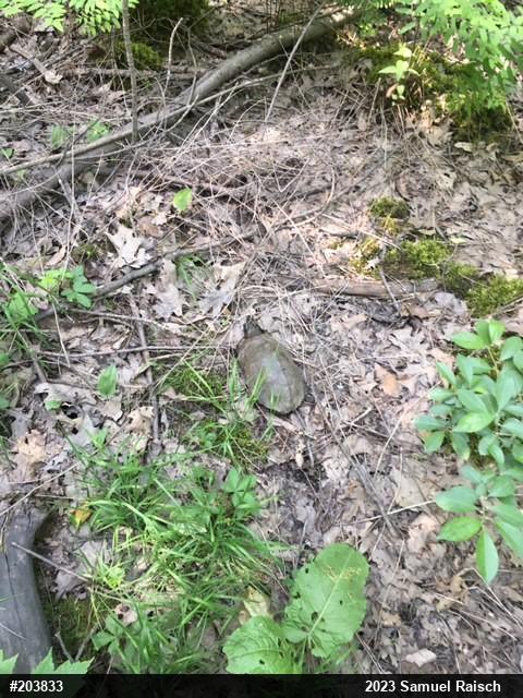 Wood Turtle