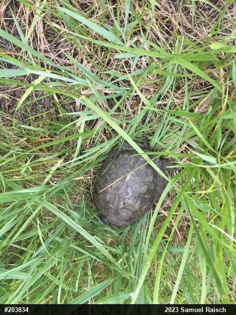 Wood Turtle