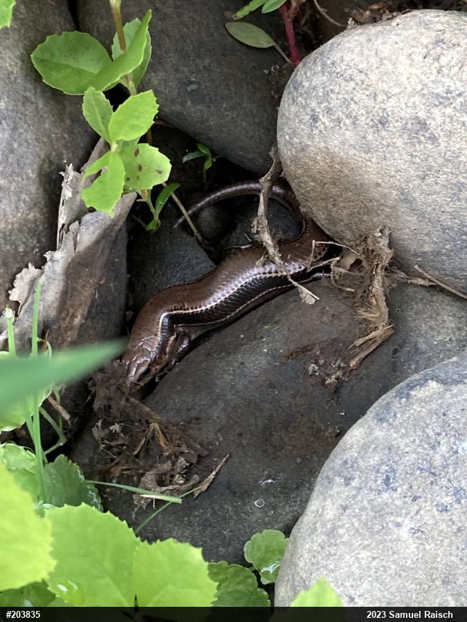 Northern Coal Skink