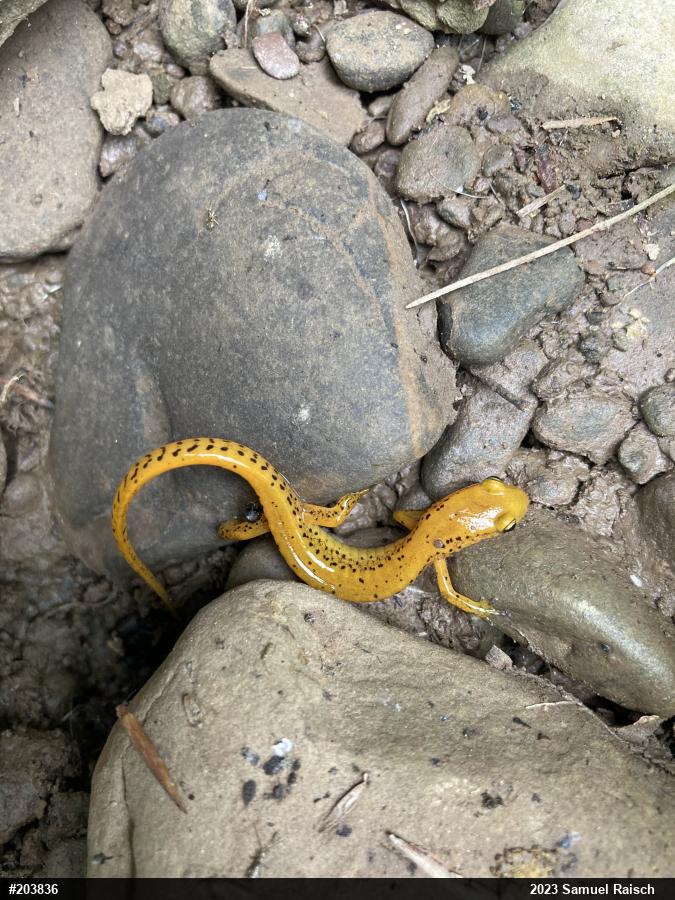 Eastern Long-tailed Salamander
