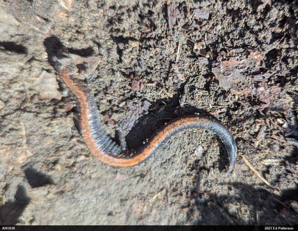 Eastern Red-backed  Salamander