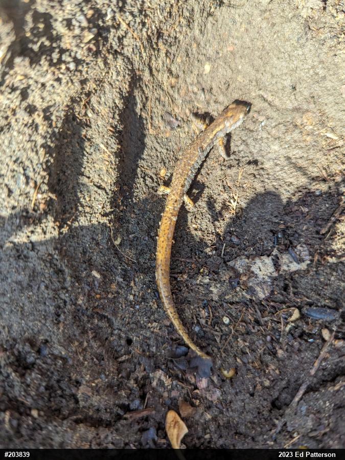 Four-toed Salamander